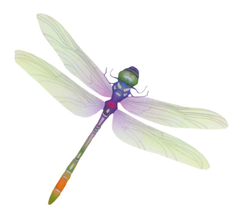 libellule